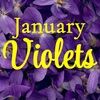 januaryviolets